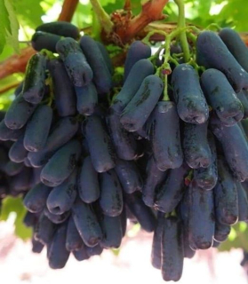 Vitis vinifera 'Avatar'